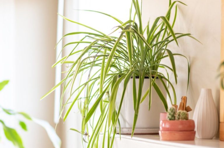 7 easy to grow plants for beginners 4c8f149
