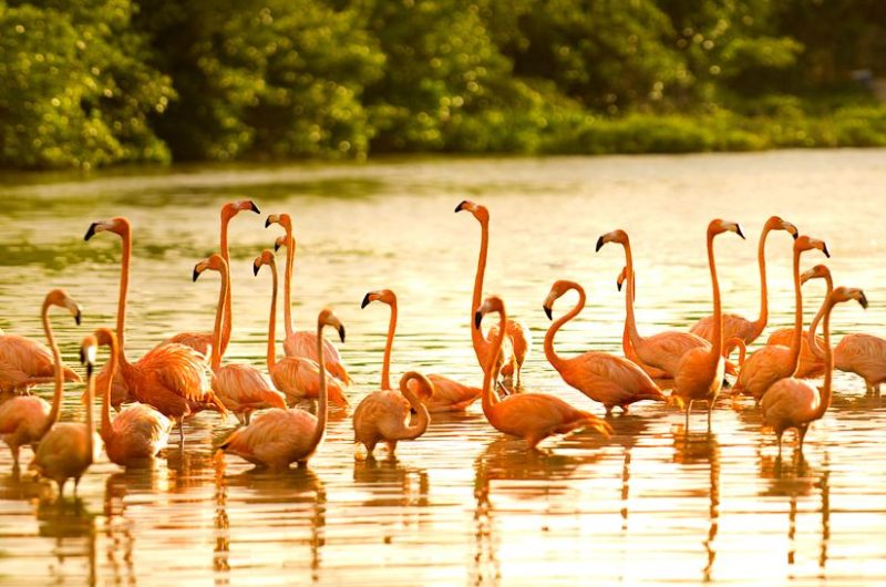 Amazingly Beautiful Necker Island amazingly beautiful necker island 9457433