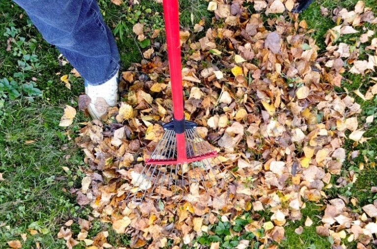 dos and donts of cleaning up your backyard a8d55c9
