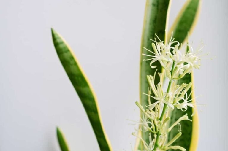 snake plant flowers cf1e7e7