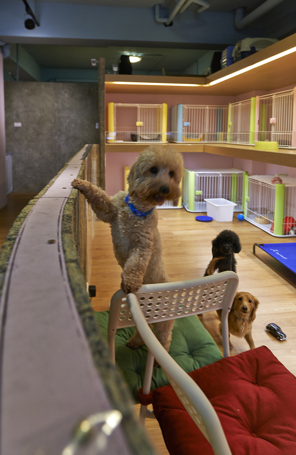 Original And Impressive Petaholic Hotel By Sms Design original and impressive petaholic hotel by sms design 6e1c2ad