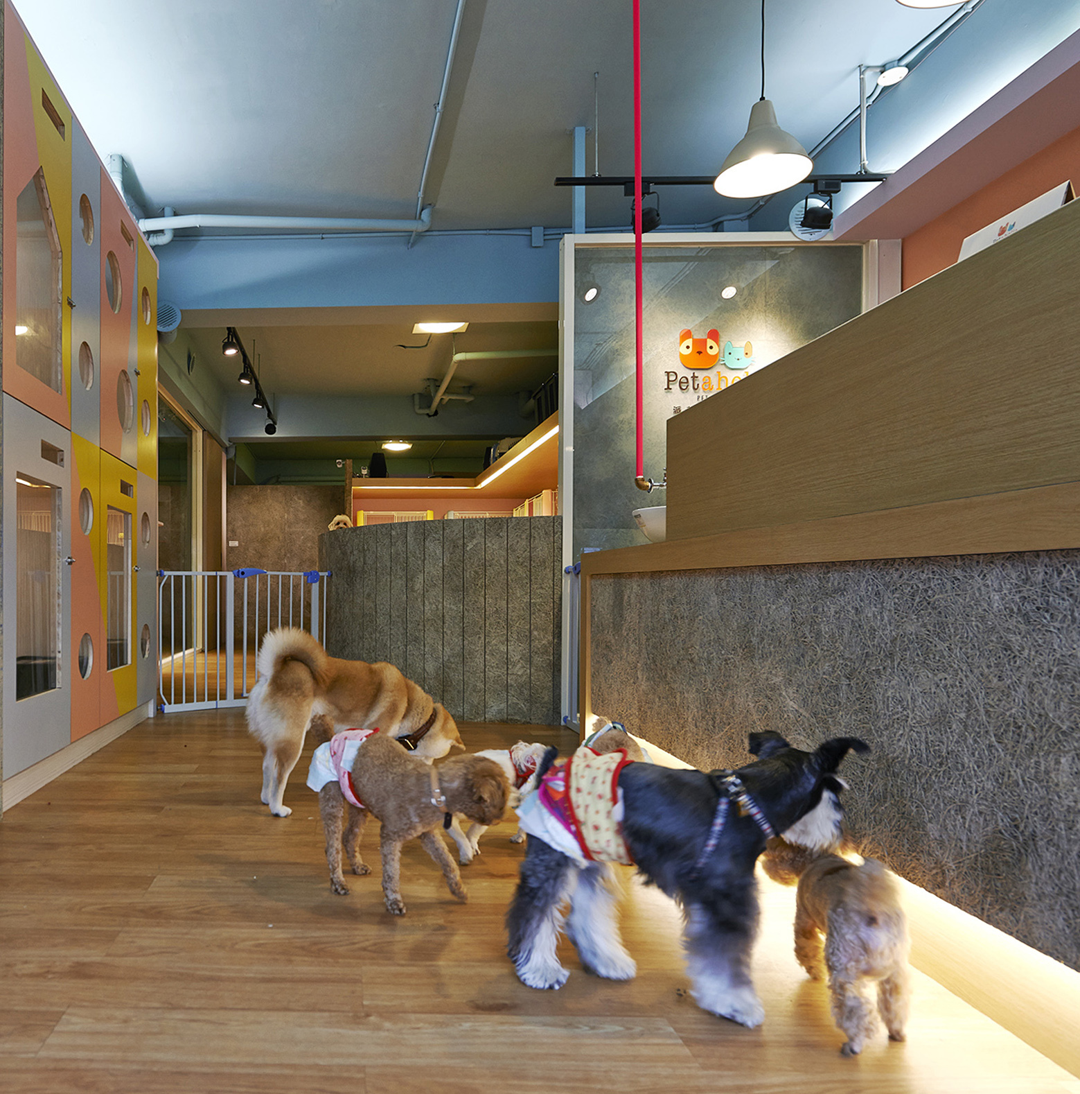 Original And Impressive Petaholic Hotel By Sms Design original and impressive petaholic hotel by sms design d35908c