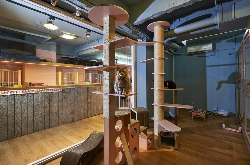 Original And Impressive Petaholic Hotel By Sms Design original and impressive petaholic hotel by sms design f7fe776