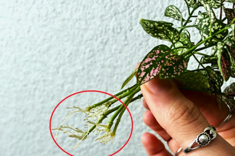 everything you need to know about polka dot plant care f8cf0a3