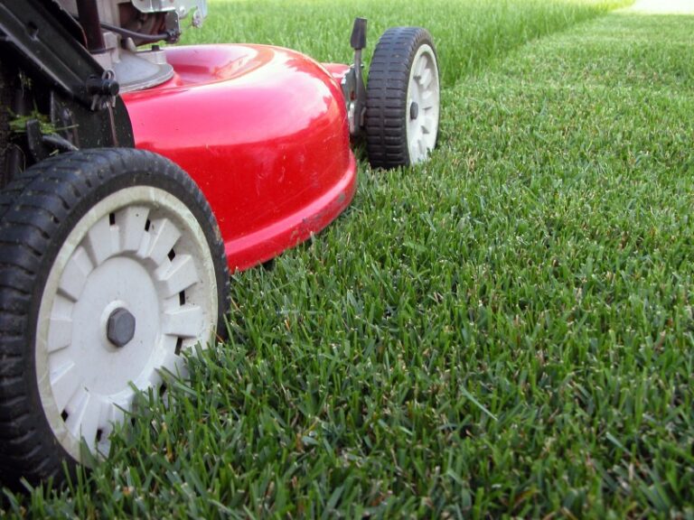 how to keep your lawn green and clean 7a69f82