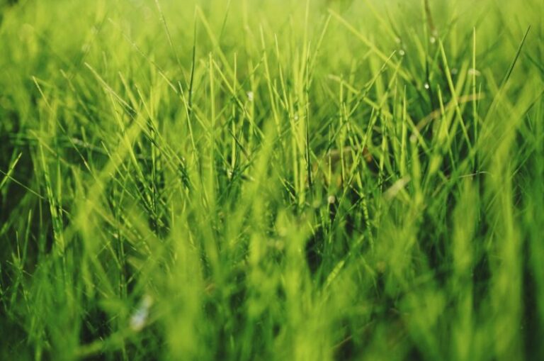ways to renovate your lawn this fall 07a1fbc