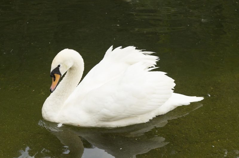 Fabulous Marmont Manor in L.A fabulous marmont manor in la 3f5068f