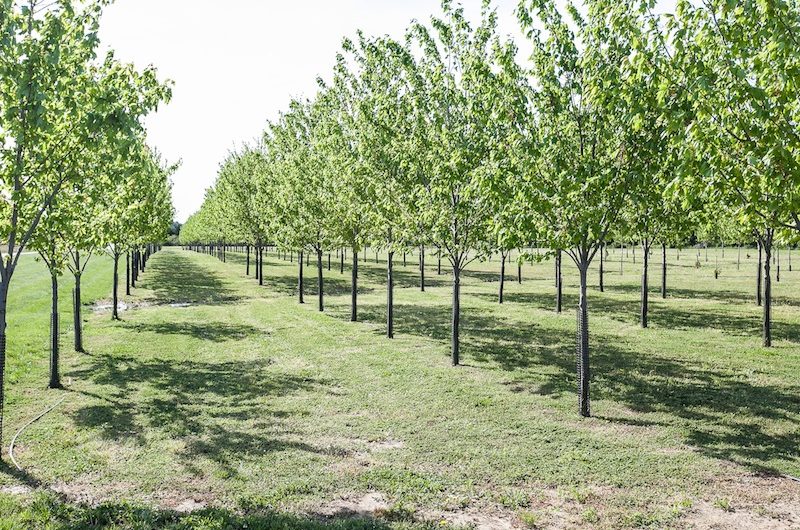 Lavish Conquest Manor In Maryland, United States lavish conquest manor in maryland united states bcec3ec