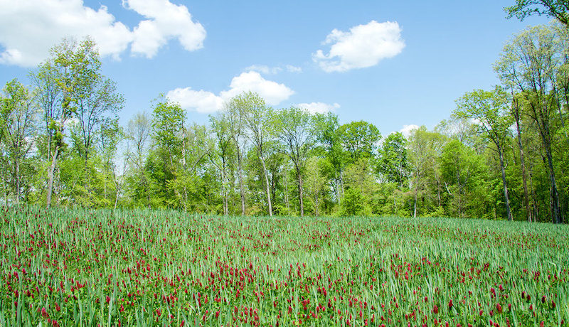 Massive And Opulent Estate In Franklin, Tennessee massive and opulent estate in franklin tennessee 9633568