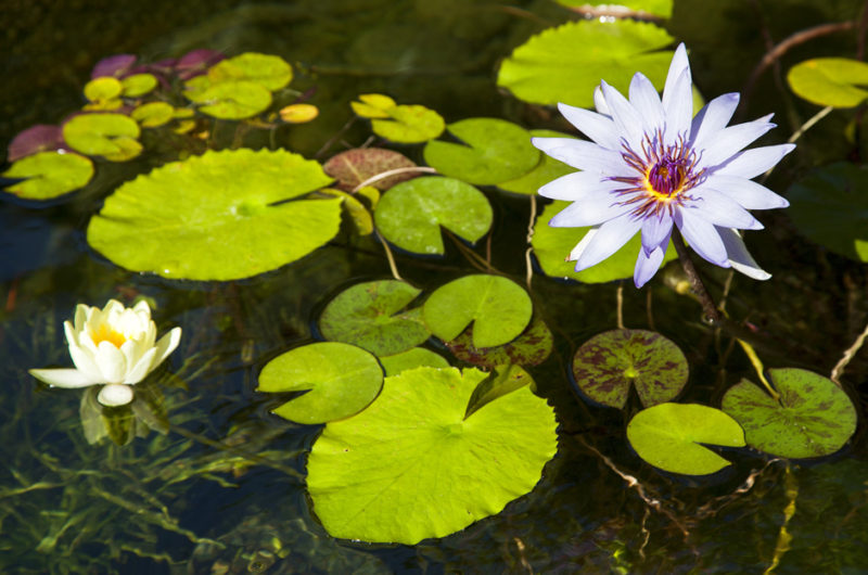 Modern Residence in Beverly Hills by Marmol + Radziner AIA modern residence in beverly hills by marmol radziner aia 3ffe6ad
