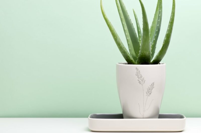 op 5 Indoor Plants for a Healthy Home op 5 indoor plants for a healthy home b3a2ba4