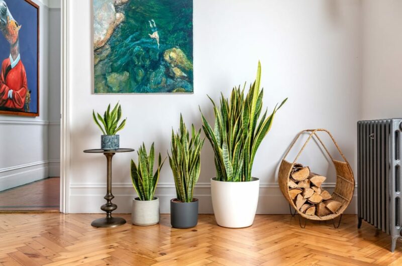 op 5 Indoor Plants for a Healthy Home op 5 indoor plants for a healthy home dbbfb05
