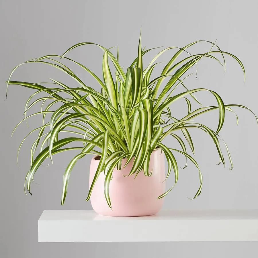 op 5 Indoor Plants for a Healthy Home op 5 indoor plants for a healthy home df82493