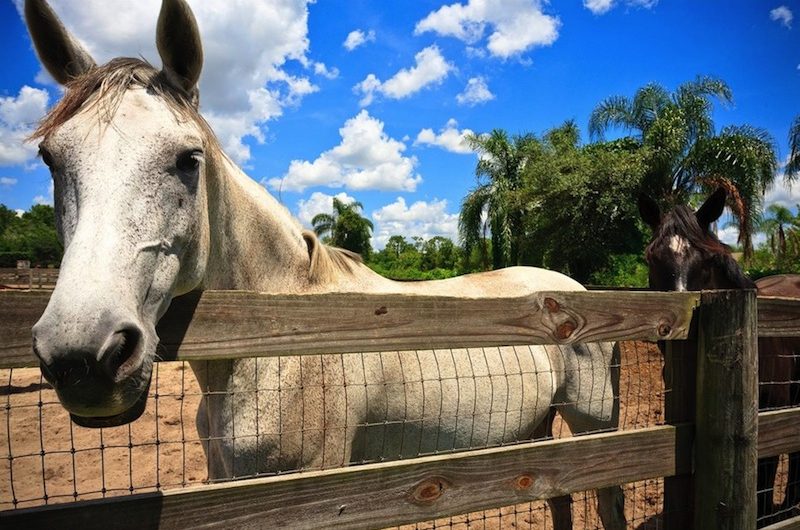 Outstanding French Country Equestrian Estate in Orlando, Florida outstanding french country equestrian estate in orlando florida 4109903