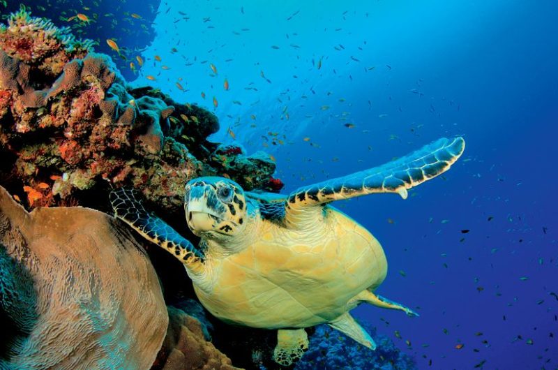 The Ritz-Carlton Hotel in Grand Cayman the ritz carlton hotel in grand cayman 447e80a