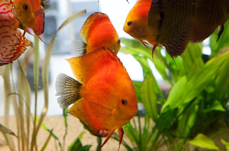 Eclectic Villa with Aquarium by Centric Design Group eclectic villa with aquarium by centric design group 6eb1205