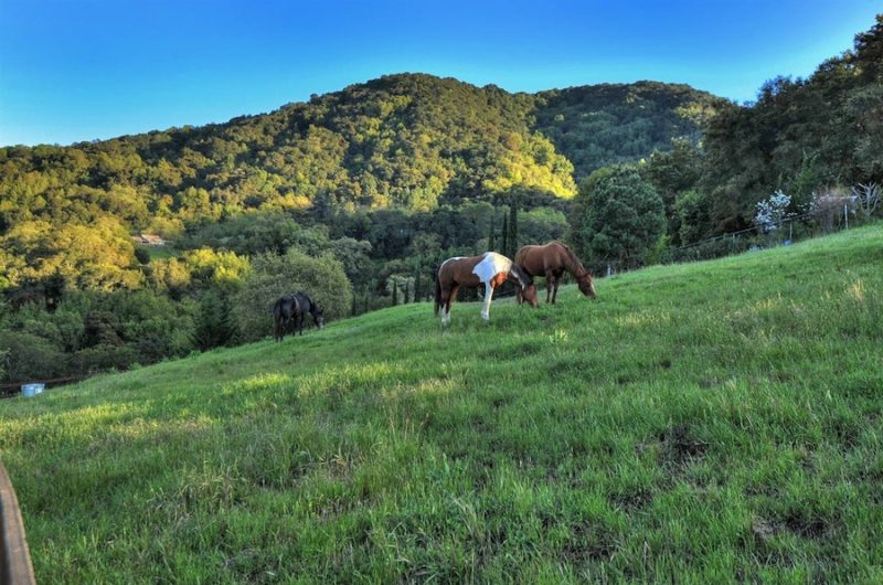 One of a Kind Great Oaks Estate one of a kind great oaks estate ee53f64